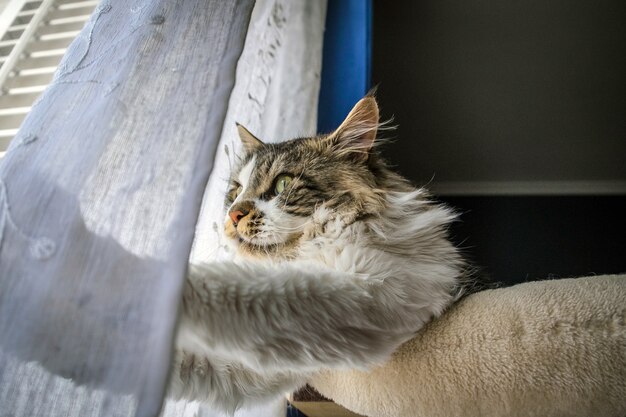 Primer plano de un lindo gato Maine Coon esponjoso junto a la ventana