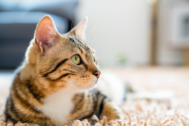 Primer plano de un lindo gato sentado en la alfombra contra un fondo borroso