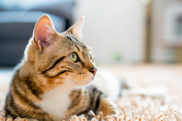 Primer plano de un lindo gato sentado en la alfombra contra un fondo borroso