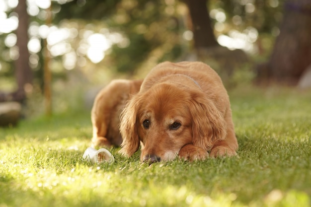 Primer plano de un lindo Golden retriever tendido en el césped mirando hacia la cámara en un día soleado