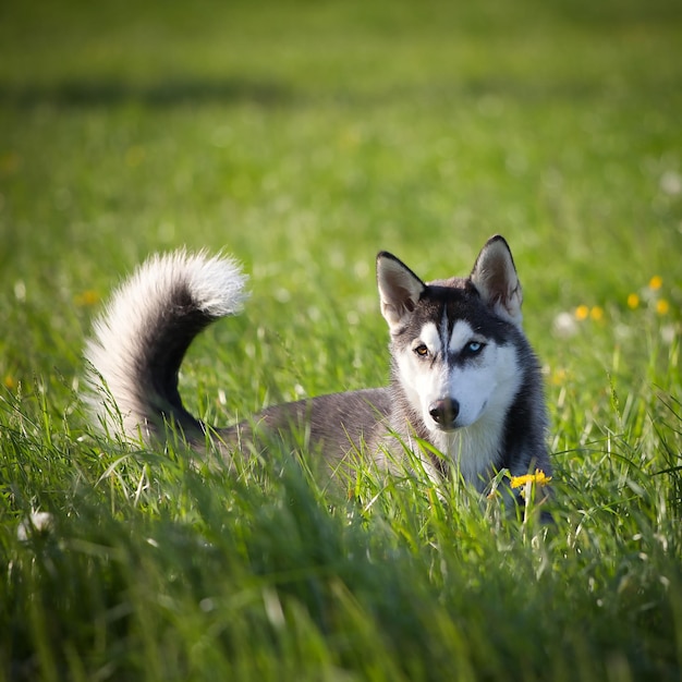 Primer plano de un lindo husky en un campo verde