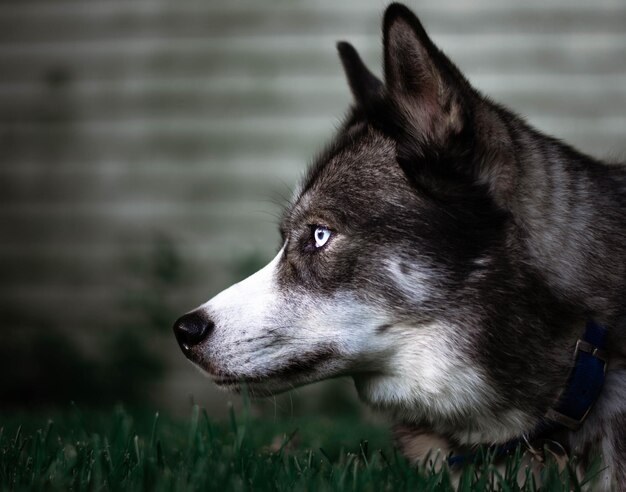 Primer plano de un lindo husky con ojos azules al aire libre