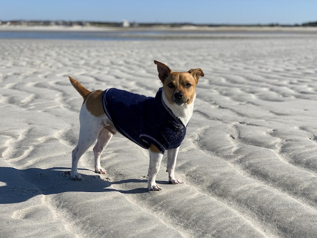 Primer plano de un lindo Jack Russell de pie sobre la arena de la playa