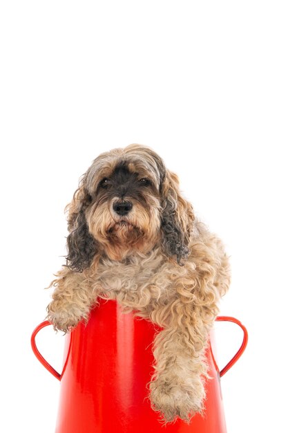 Primer plano de un lindo labradoodle en una canasta roja aislado en un blanco