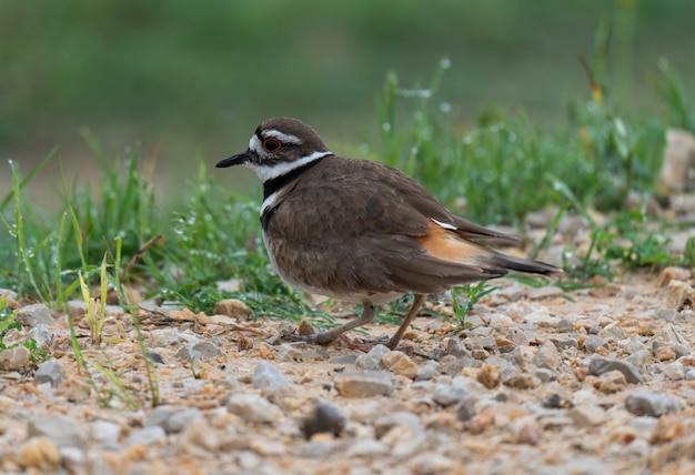 Primer plano de un lindo pájaro asesino de pie en el suelo