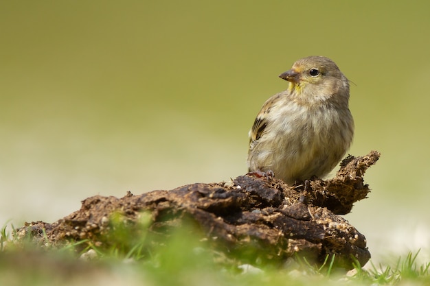 Primer plano de un lindo pájaro Carduelis descansando sobre un tronco con un fondo verde