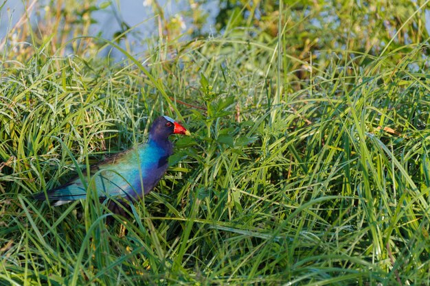 Primer plano de un lindo pájaro gallinule europeo caminando en la hierba verde