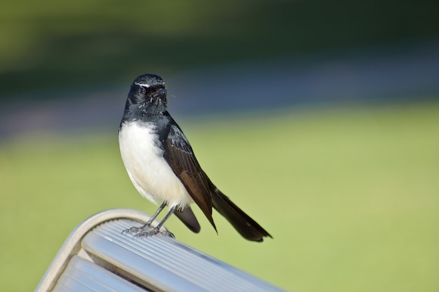 Primer plano de un lindo pájaro Willie lavandera encaramado en un banco