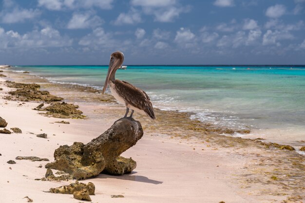 Primer plano de un lindo pelícano pardo de pie sobre la raíz de un árbol en la playa en Bonaire, Caribe