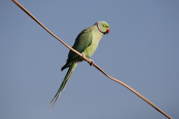 Primer plano de un lindo periquito de cuello anillado indio o loro verde encaramado sobre un cable contra un cielo azul