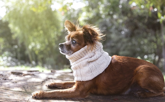 Primer plano de un lindo perrito en una bufanda tejida