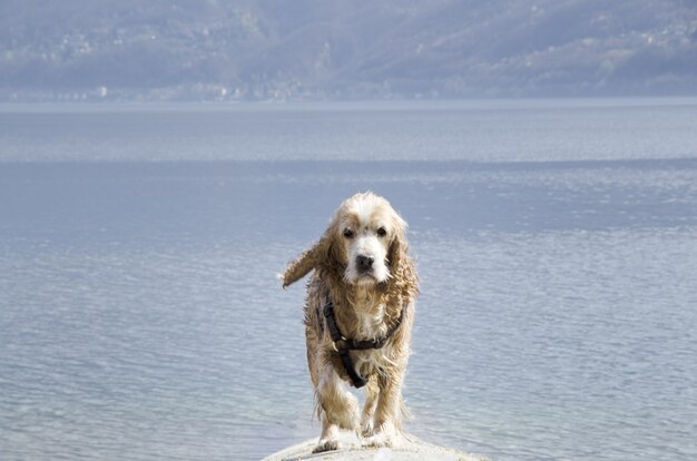 Primer plano de un lindo perro cocker spaniel mojado caminando cerca del lago