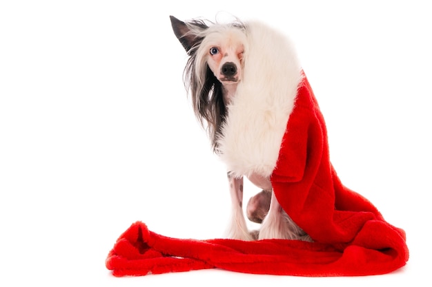 Primer plano de un lindo perro crestado chino con sombrero decorativo de Navidad aislado sobre fondo blanco.