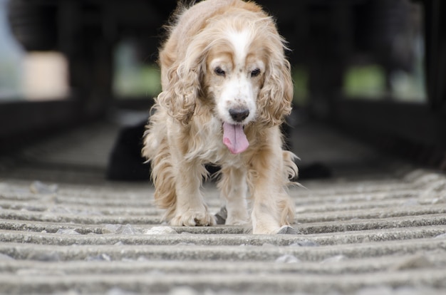 Primer plano de un lindo perro dorado caminando sobre las vías del tren cerca de una locomotora