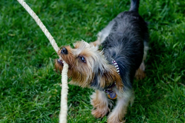 Primer plano de un lindo perro masticando una cuerda en un campo de hierba