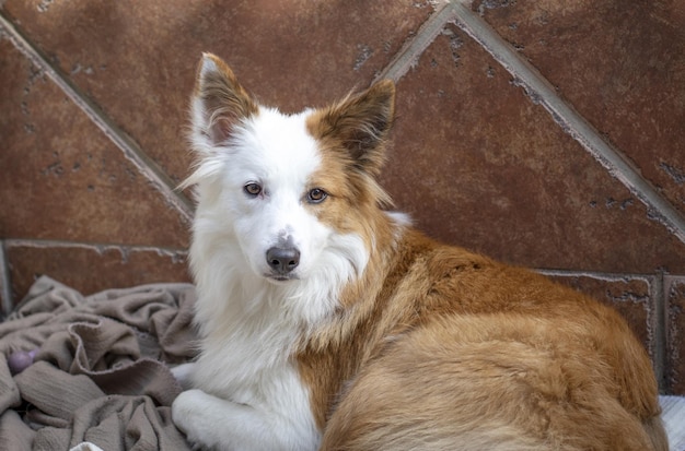 Primer plano de un lindo perro pastor galés acostado en una habitación