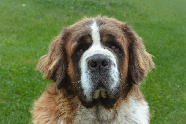 Primer plano de un lindo perro San Bernardo en un campo verde durante el día