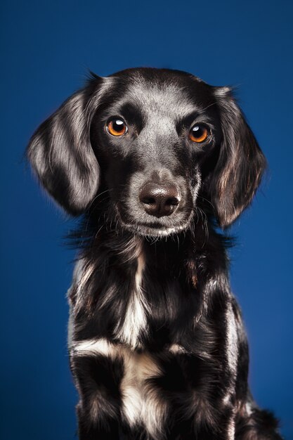 Primer plano de un lindo perro sobre un fondo azul.