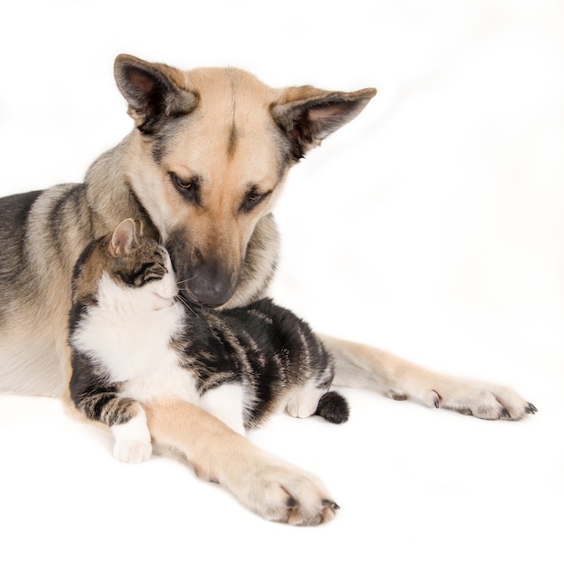 Primer plano de un lindo perro tendido con un gato y aislado en blanco