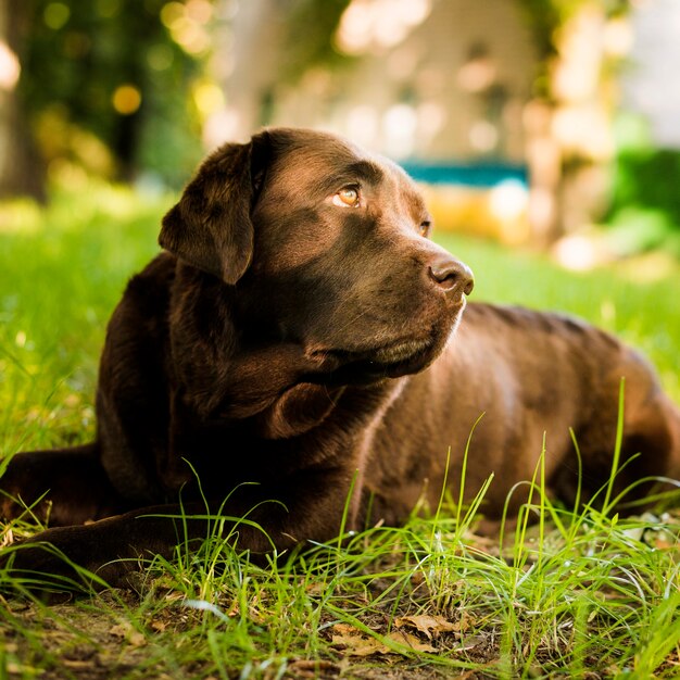Primer plano de un lindo perro tumbado en la hierba