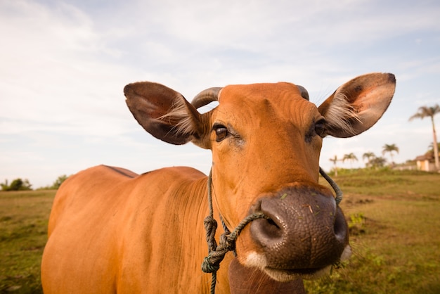 Foto gratuita primer plano lindo de la vaca