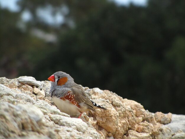 Primer plano de un lindo Zebra Finch sobre una roca