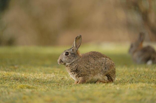 Primer plano de lindos conejitos adorables en un campo