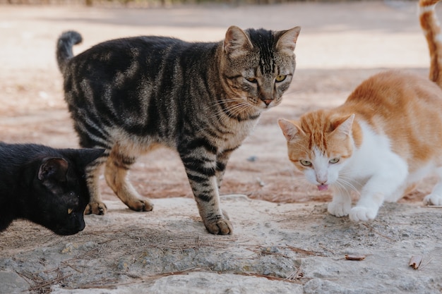 Primer plano de lindos gatitos de pie en el suelo fuera