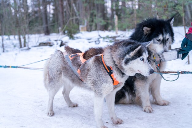Primer plano de lindos perros esquimales en un bosque nevado