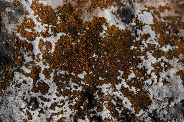 Primer plano de liquen rojo que crece en el árbol