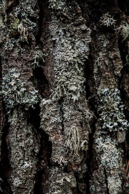 Primer plano de un líquenes que crecen en la tierra