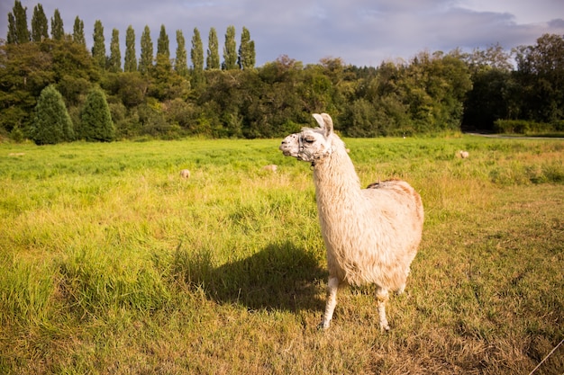 Primer plano de una llama en un campo cubierto de vegetación bajo la luz del sol durante el día