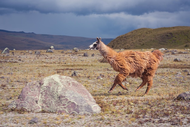 Primer plano de una llama corriendo por un campo cubierto de rocas bajo un cielo nublado en el campo