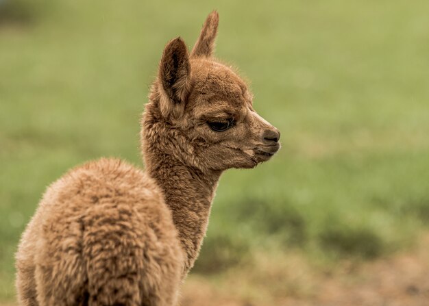 Primer plano de una llama marrón en el campo