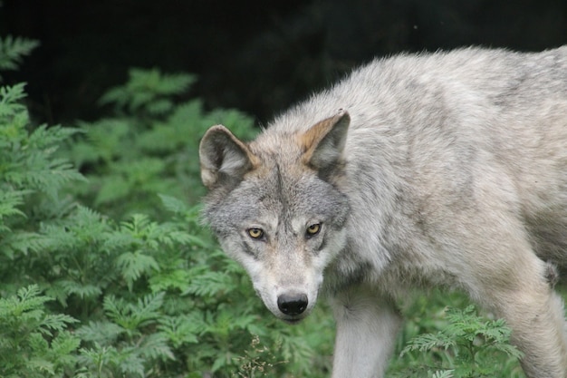 Primer plano de un lobo gris con una mirada feroz y vegetación en el fondo