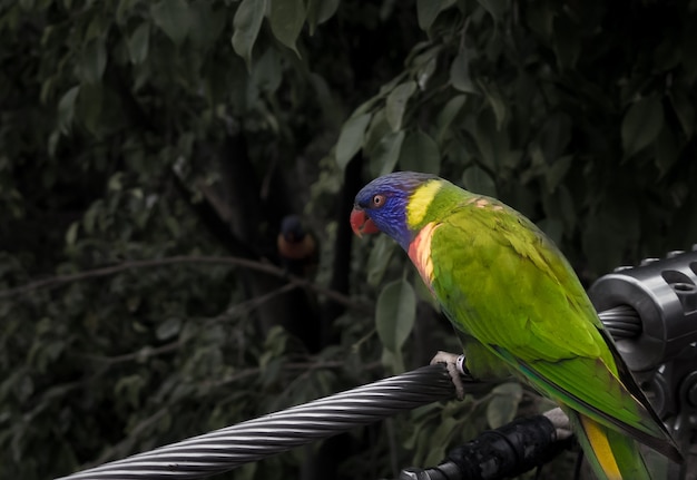 Primer plano de una loriinae sentada sobre una cuerda rodeada de vegetación