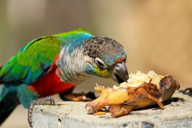 Primer plano de un loro de espinillas comiendo con su pico negro