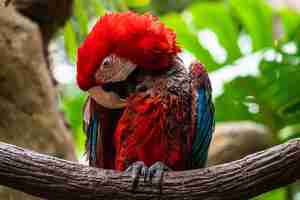 Foto gratuita primer plano de un loro guacamayo posado en una rama