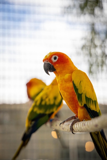 Primer plano de loros naranjas y verdes en una jaula