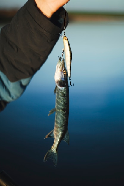 Foto gratuita primer plano de un lucio atrapado por cebo de pesca