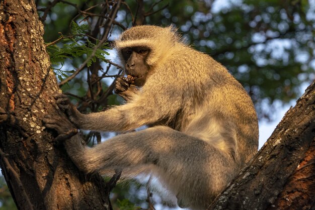 Primer plano de un macaco en un árbol en Sudáfrica