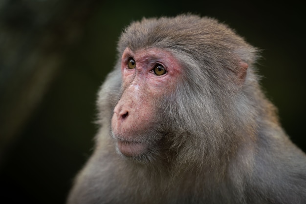 Un primer plano de un macaco japonés