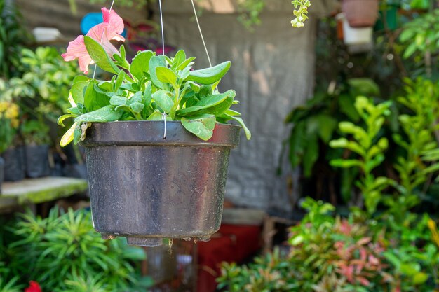 Primer plano de una maceta con las hojas verdes de una hermosa flor rosa colgada en la tienda de flores