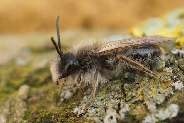 Primer plano de un macho de abeja minera Dawn en peligro de extinción (Andrena nycthemera)