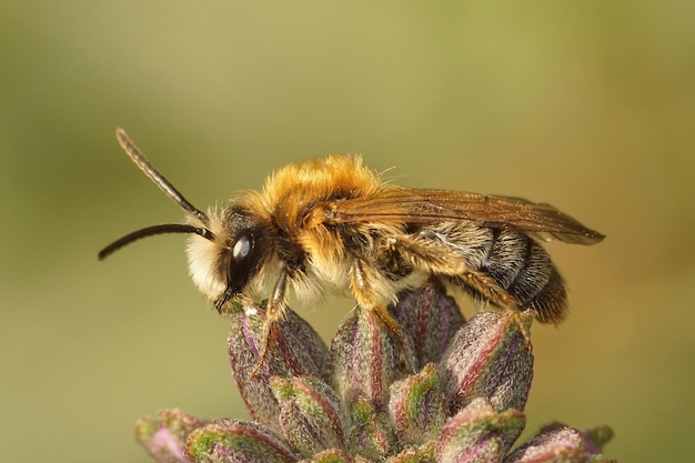 Primer plano de un macho de la abeja minera gasterada gris, Andrena tibia