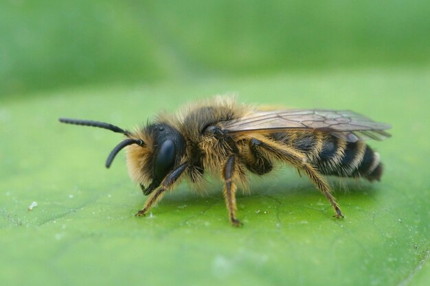 Primer plano de un macho de abejas mineras de patas amarillas (Andrena flavipes) sobre una hoja verde