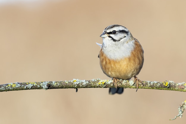 Primer plano de un macho Rock Bunting, solo pájaro en una rama sobre una superficie borrosa