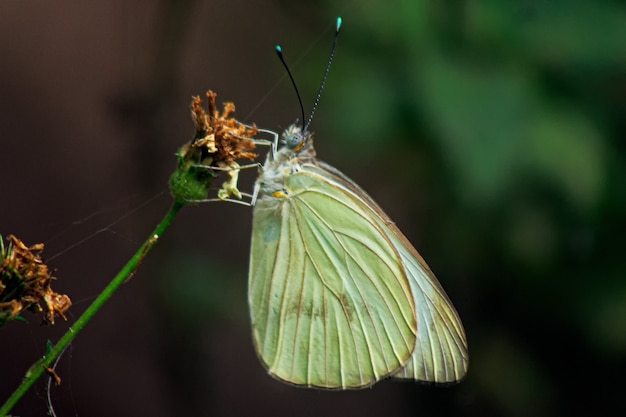 Foto gratuita primer plano macro de una mariposa de repollo sentado sobre una flor marchita