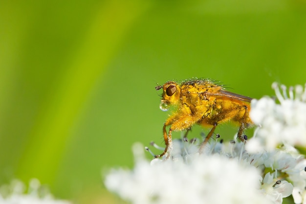 Primer plano macro de mosca de estiércol dorado con un rocío de agua en su boca encaramado sobre flores blancas