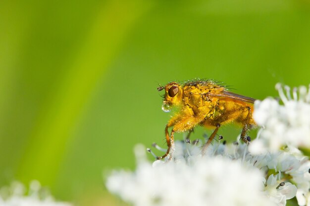 Primer plano macro de mosca de estiércol dorado con un rocío de agua en su boca encaramado sobre flores blancas